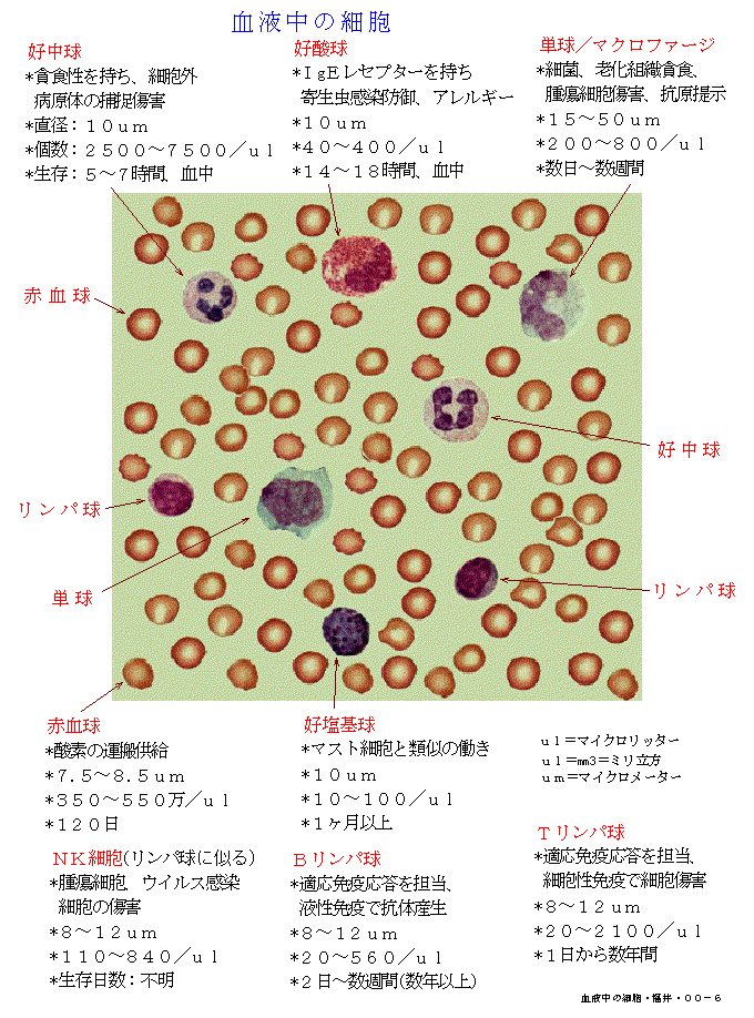 免疫を受け持つ代表的な細胞