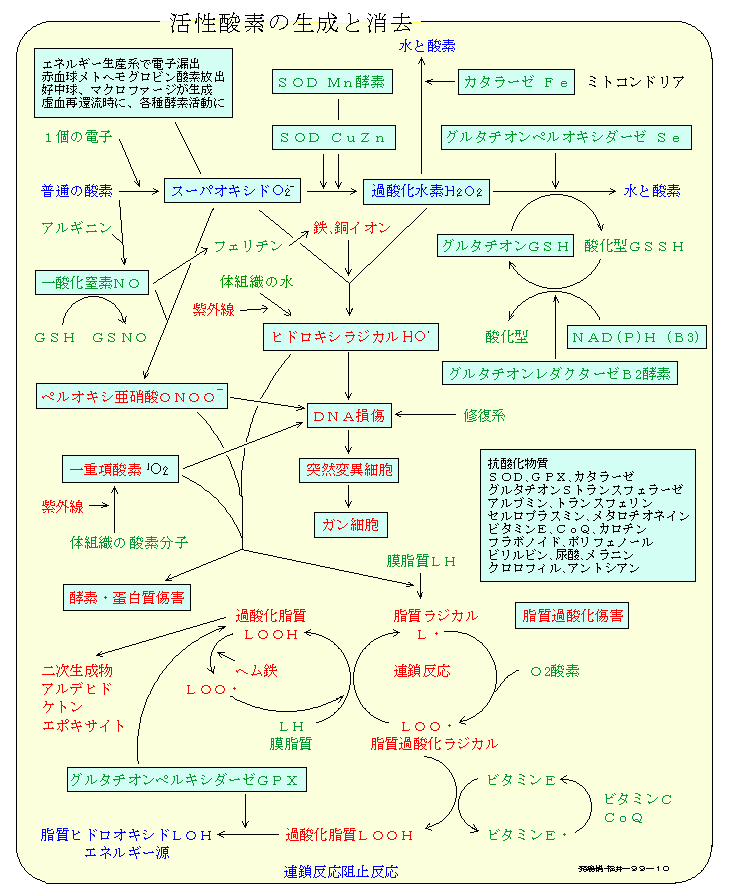 活性酸素の生成と消去