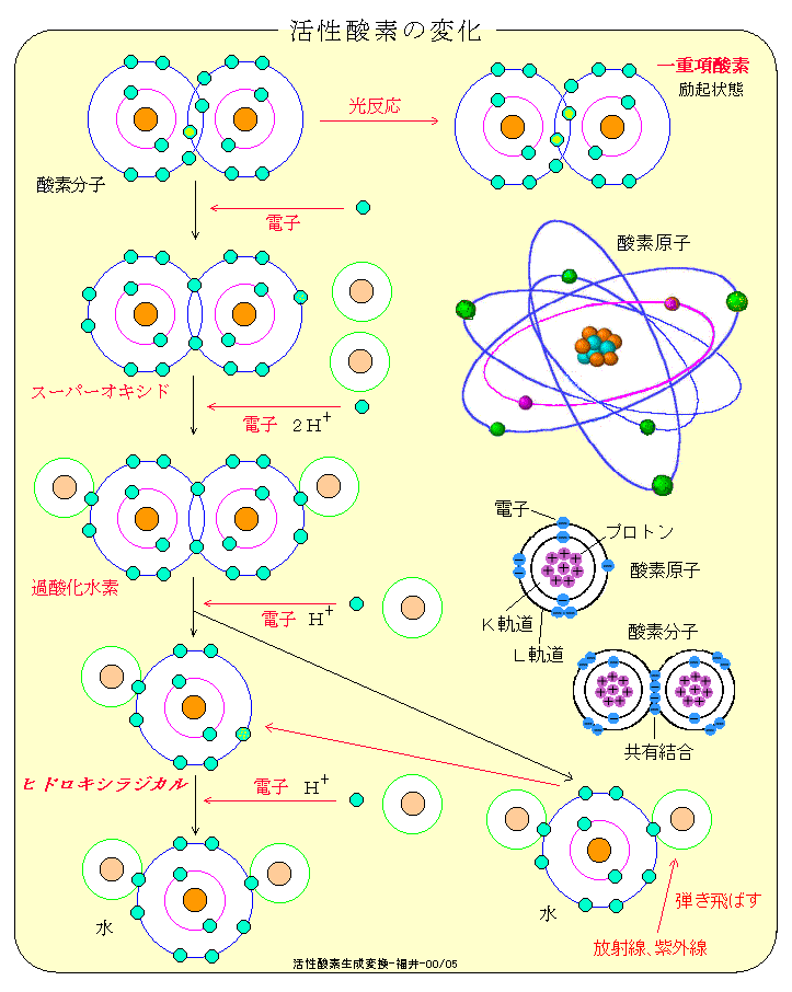 分子で示す活性酸素の生成と変換